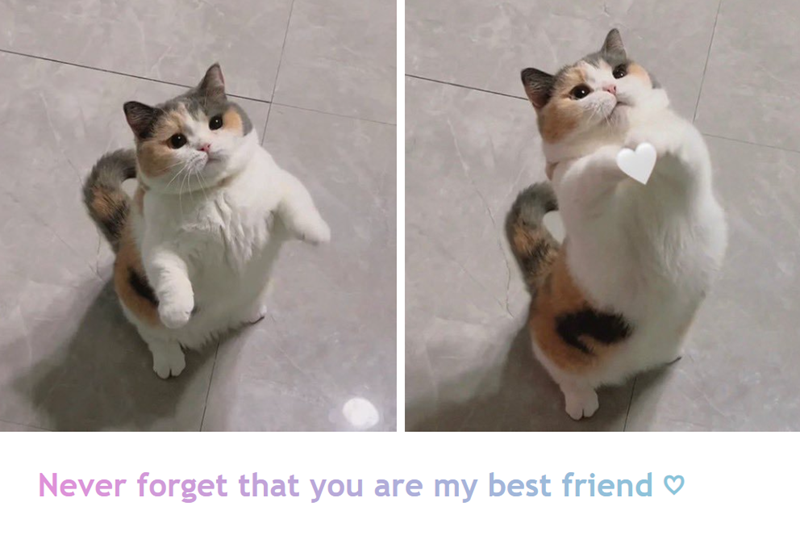 Never forget that you are my best friend ♡