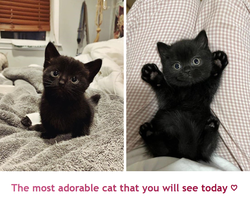 The most adorable cat that you will see today ♡