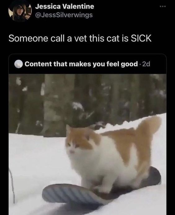 Jessica Valentine @JessSilverwings Someone call a vet this cat is SICK Content that makes you feel good. 2d