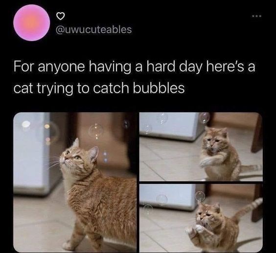 @uwucuteables For anyone having a hard day here's a cat trying to catch bubbles