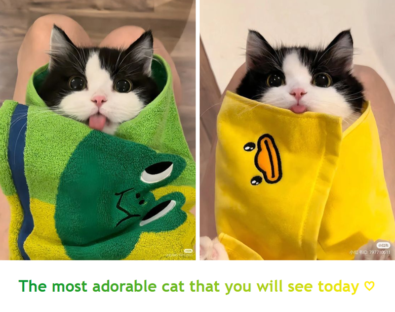 :0 (小 JI ID: 797710611 The most adorable cat that you will see today