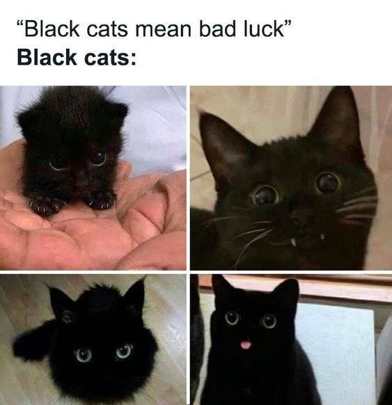 6 999 "Black cats mean bad luck❞ Black cats: