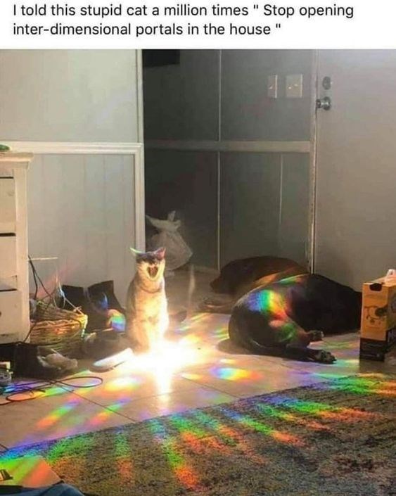 I told this stupid cat a million times "Stop opening inter-dimensional portals in the house"