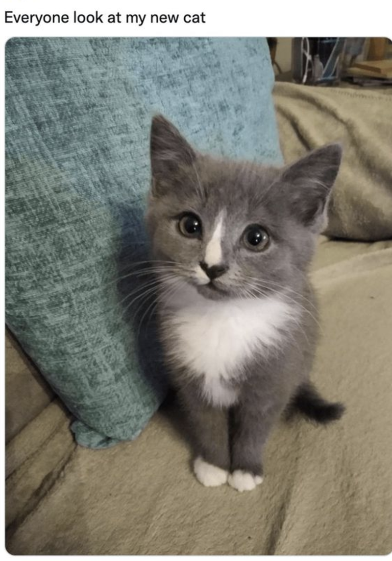 Everyone look at my new cat