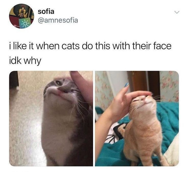 sofia @amnesofia i like it when cats do this with their face idk why