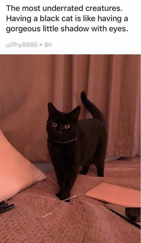 The most underrated creatures. Having a black cat is like having a gorgeous little shadow with eyes. u/ifhy8866⚫ 8h O
