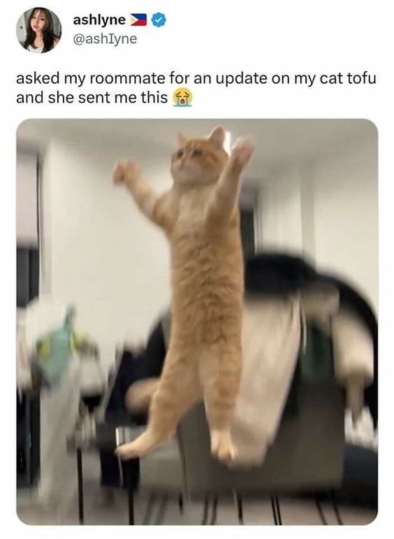ashlyne @ashlyne asked my roommate for an update on my cat tofu and she sent me this fo