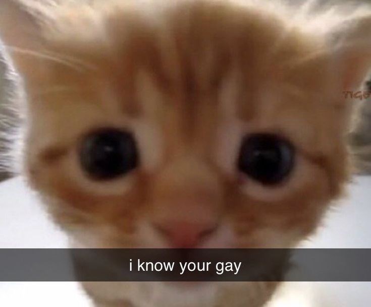 i know your gay TIGE