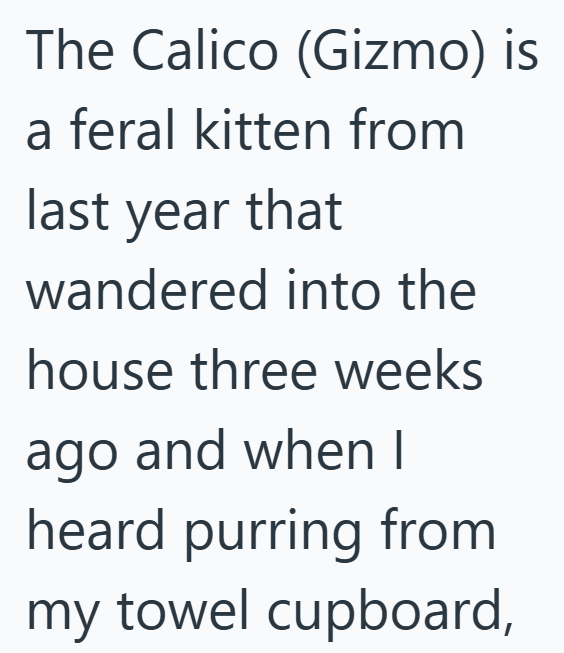 The Calico (Gizmo) is a feral kitten from last year that wandered into the house three weeks ago and when I heard purring from my towel cupboard,