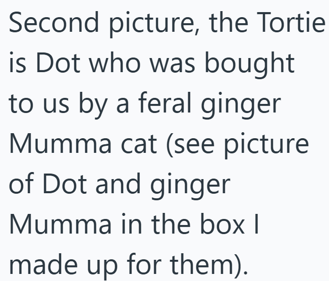 Second picture, the Tortie is Dot who was bought to us by a feral ginger Mumma cat (see picture of Dot and ginger Mumma in the box I made up for them).