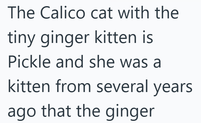 The Calico cat with the tiny ginger kitten is Pickle and she was a kitten from several years ago that the ginger