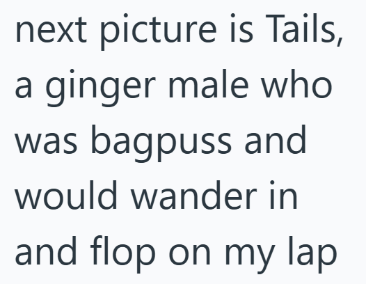next picture is Tails, a ginger male who was bagpuss and would wander in and flop on my lap
