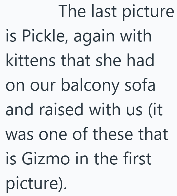The last picture is Pickle, again with kittens that she had on our balcony sofa and raised with us (it was one of these that is Gizmo in the first picture).