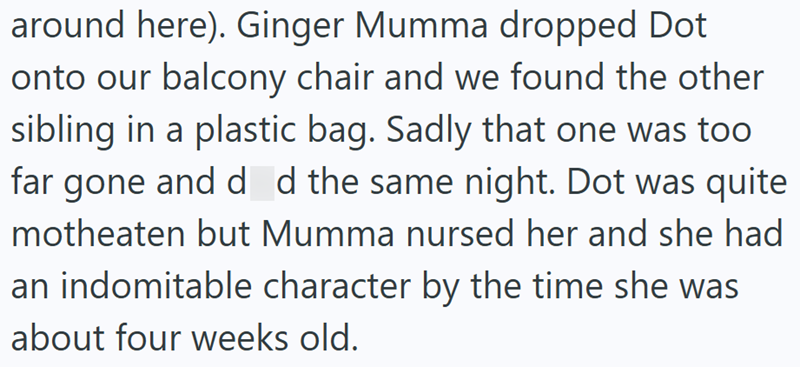 around here). Ginger Mumma dropped Dot onto our balcony chair and we found the other sibling in a plastic bag. Sadly that one was too far gone and d d the same night. Dot was quite motheaten but Mumma nursed her and she had an indomitable character by the time she was about four weeks old.