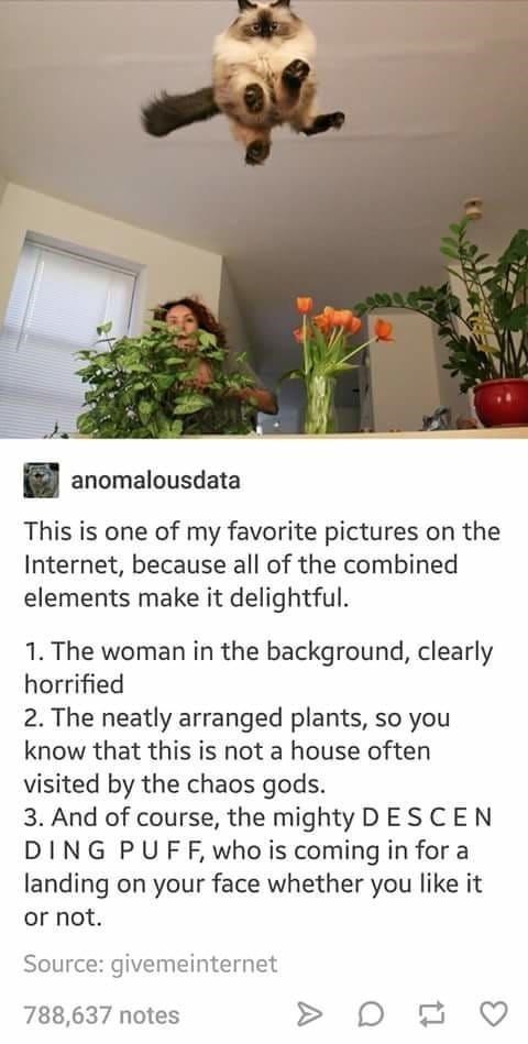 anomalousdata This is one of my favorite pictures on the Internet, because all of the combined elements make it delightful. 1. The woman in the background, clearly horrified 2. The neatly arranged plants, so you know that this is not a house often visited by the chaos gods. 3. And of course, the mighty DESCEN DING PUFF, who is coming in for a landing on your face whether you like it or not. Source: givemeinternet 788,637 notes on