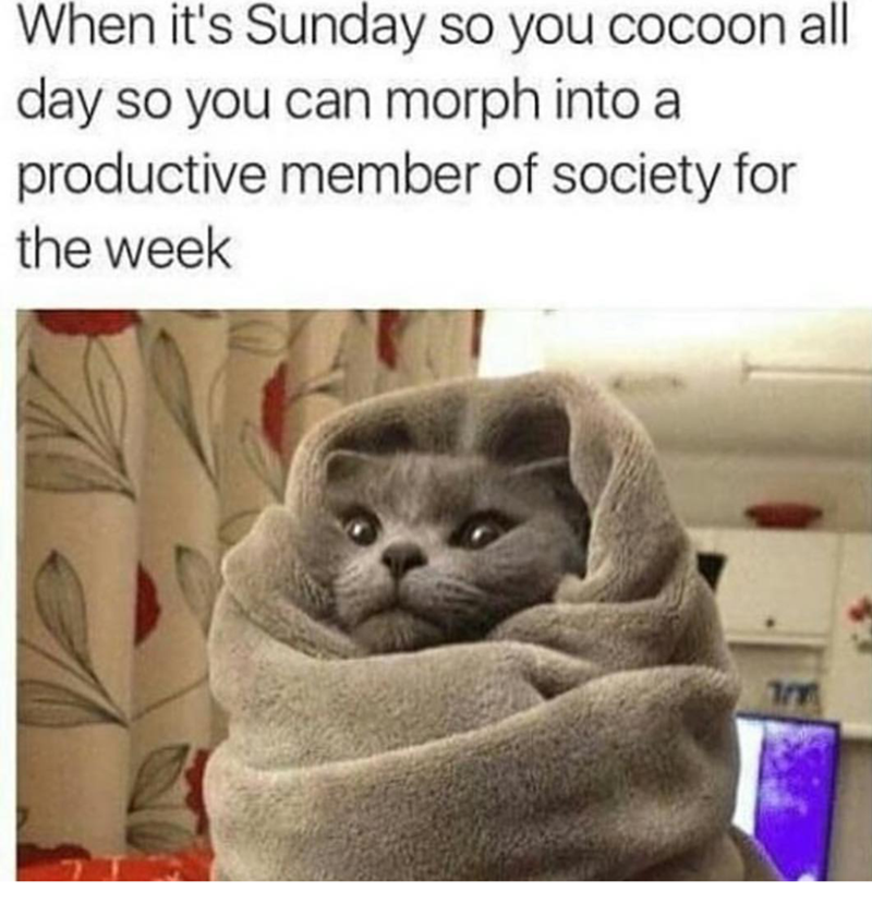 When it's Sunday so you cocoon all day so you can morph into a productive member of society for the week 7
