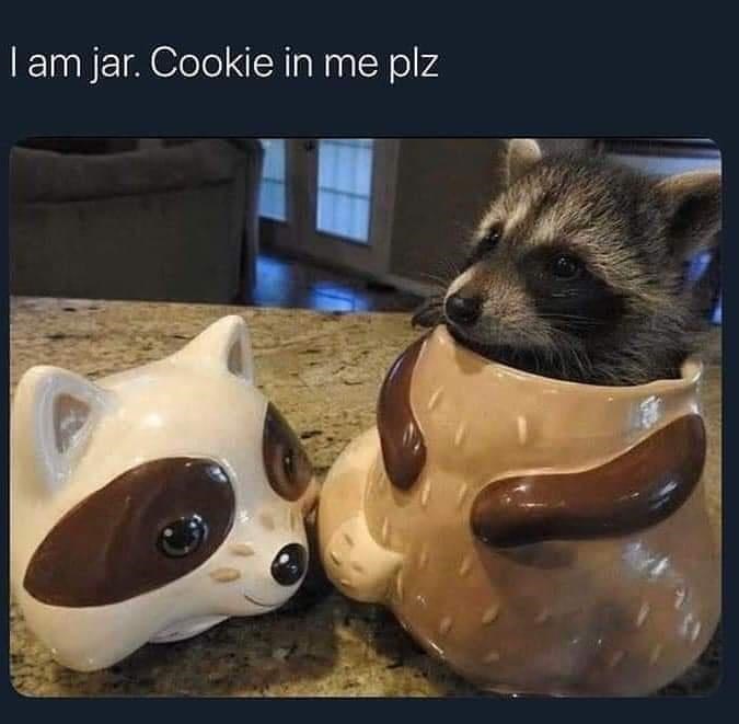 I am jar. Cookie in me plz