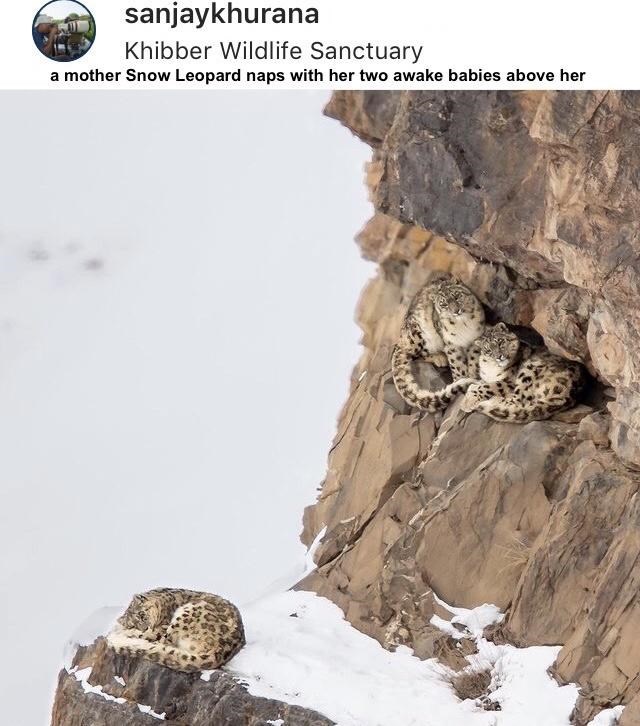 sanjaykhurana Khibber Wildlife Sanctuary a mother Snow Leopard naps with her two awake babies above her