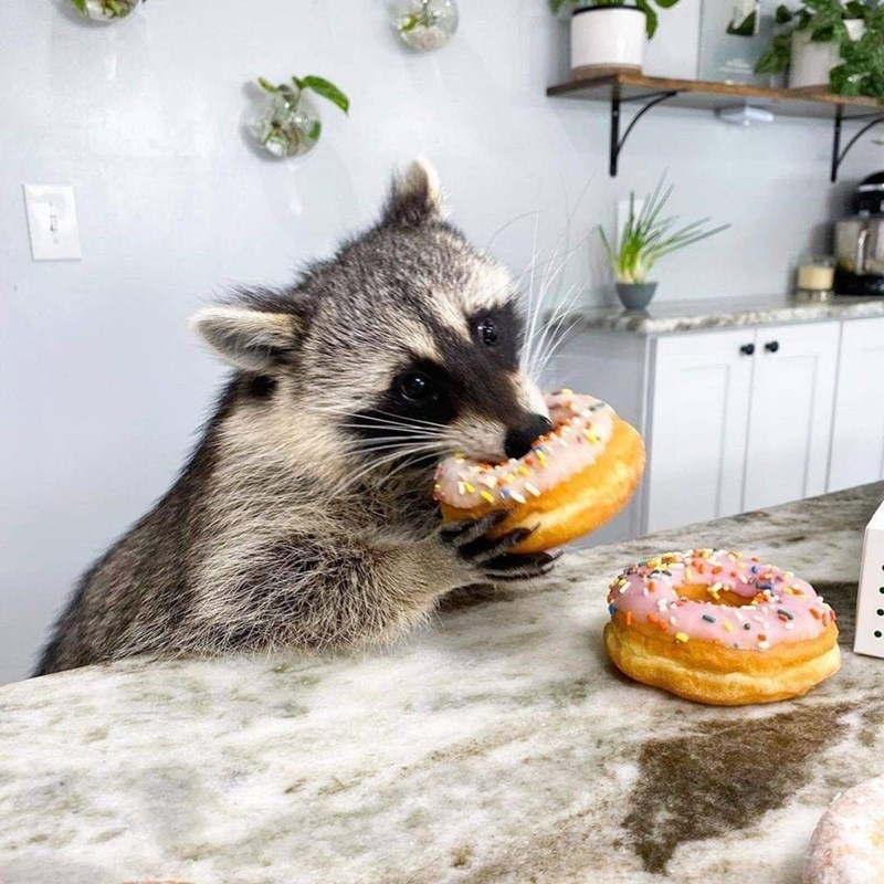 Cheezburger Image 10644221184