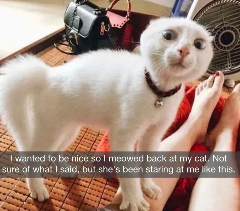 I wanted to be nice so I meowed back at my cat. Not sure of what I said, but she's been staring at me like this.