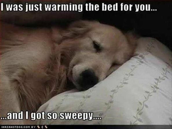 I was just warming the bed for you... ...and I got so sweepy.... IHASAHOTDOG.COM BY C