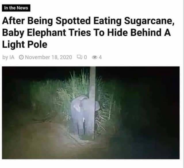 In the News After Being Spotted Eating Sugarcane, Baby Elephant Tries To Hide Behind A Light Pole by IA November 18, 2020 04 20200