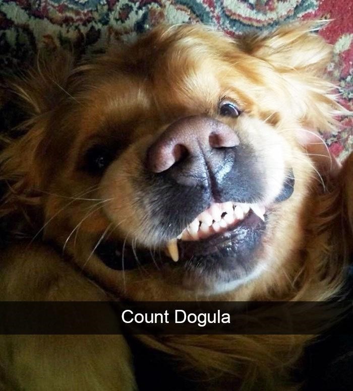 Count Dogula