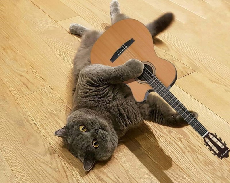 Ibanez