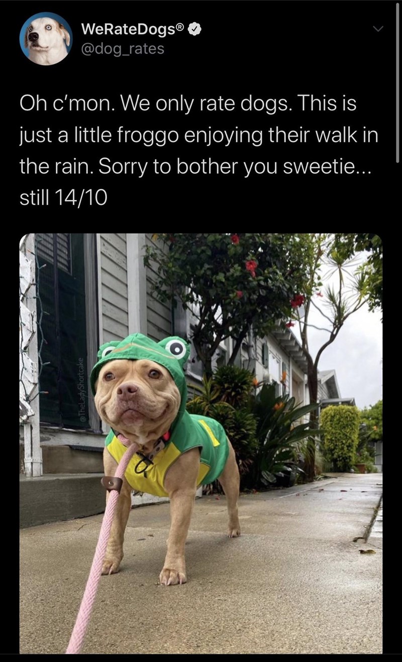 @TheLadyShortcake WeRateDogs® ❤ @dog_rates Oh c'mon. We only rate dogs. This is just a little froggo enjoying their walk in the rain. Sorry to bother you sweetie... still 14/10