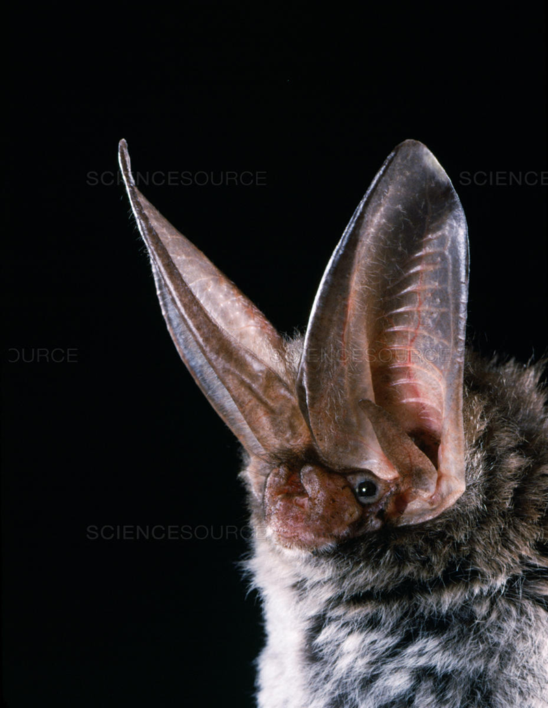 SCANCESOURCE SCIENCE OURCE ENCESOURC SCIENCESOURCE