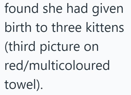 found she had given birth to three kittens (third picture on red/multicoloured towel).