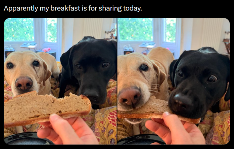 Apparently my breakfast is for sharing today.