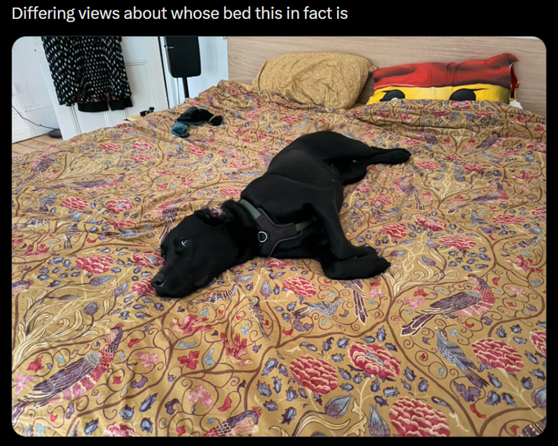 Differing views about whose bed this in fact is