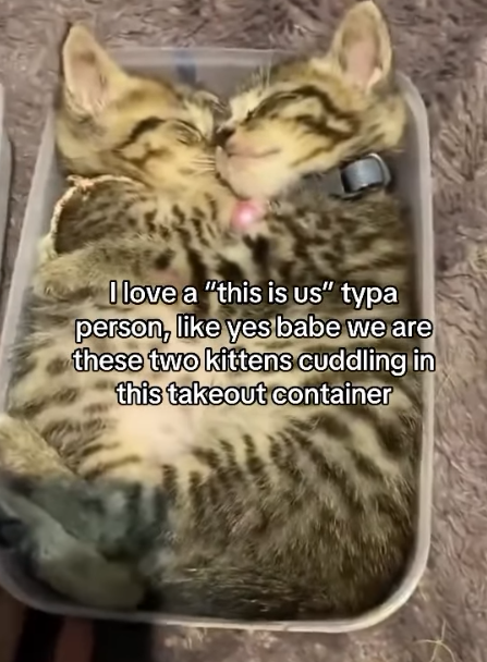 I love a "this is us" typa person, like yes babe we are these two kittens cuddling in this takeout container