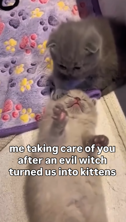 0 me taking care of you after an evil witch turned us into kittens