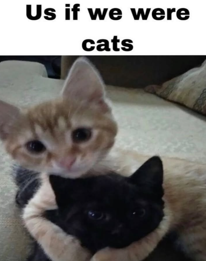 Us if we were cats