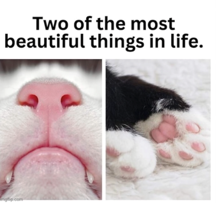 Two of the most beautiful things in life. imgflip.com