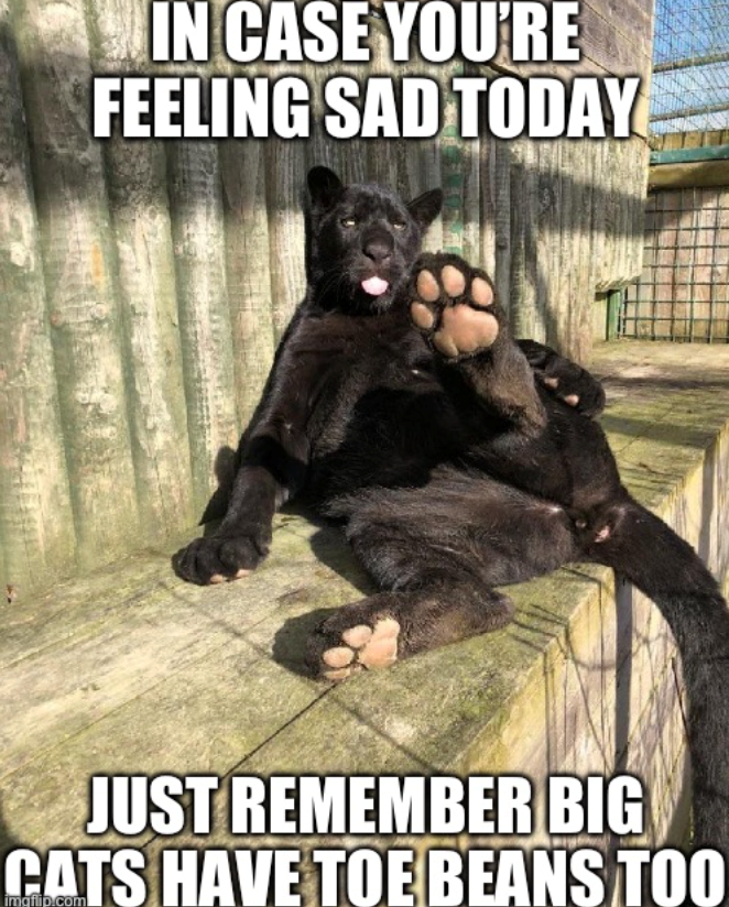 IN CASE YOU'RE FEELING SAD TODAY JUST REMEMBER BIG CATS HAVE TOE BEANS TOO