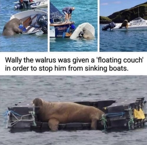 TABASCO Wally the walrus was given a 'floating couch' in order to stop him from sinking boats.