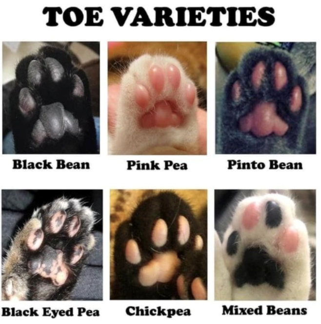 TOE VARIETIES Black Bean Pink Pea Pinto Bean Black Eyed Pea Chickpea Mixed Beans