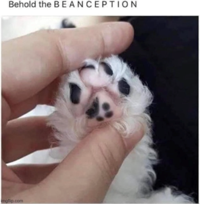 Behold the BEANCEPTION imgflip.com
