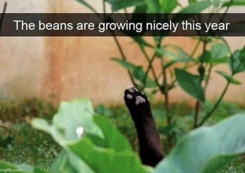 The beans are growing nicely this year imgflip.com