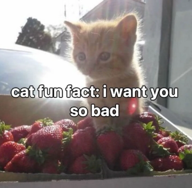 cat fun fact: i want you so bad