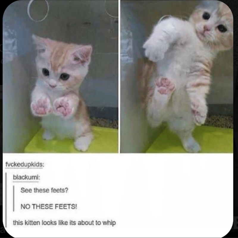fvckedupkids: blackumi: See these feets? NO THESE FEETS! this kitten looks like its about to whip