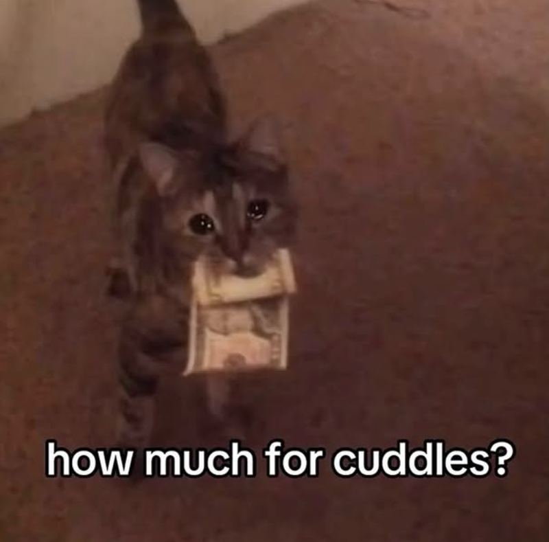 344 how much for cuddles?
