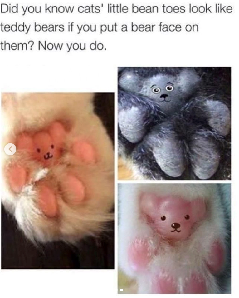 Did you know cats' little bean toes look like teddy bears if you put a bear face on them? Now you do. <