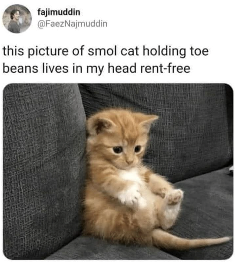 fajimuddin @FaezNajmuddin this picture of smol cat holding toe beans lives in my head rent-free
