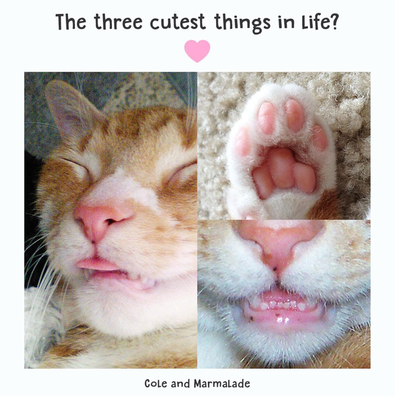 The three cutest things in Life? Cole and Marmalade
