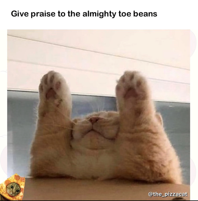 Give praise to the almighty toe beans @the_pizzacat
