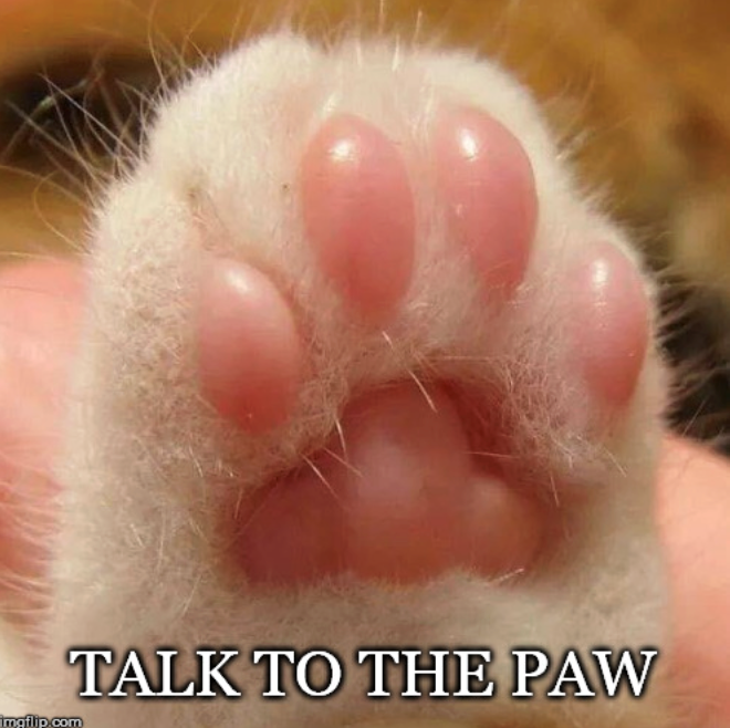 imgflip.com TALK TO THE PAW